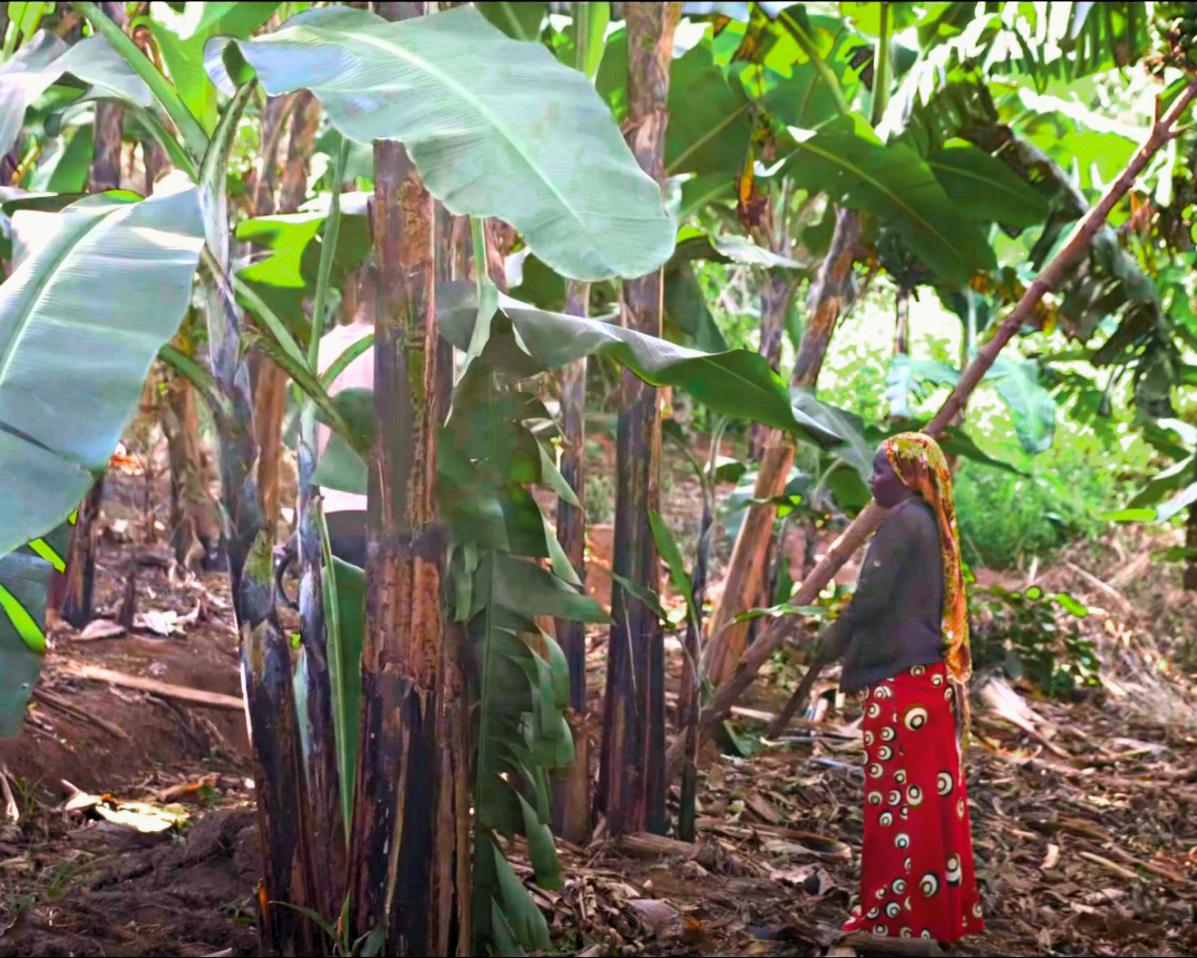 Carbon capture banana